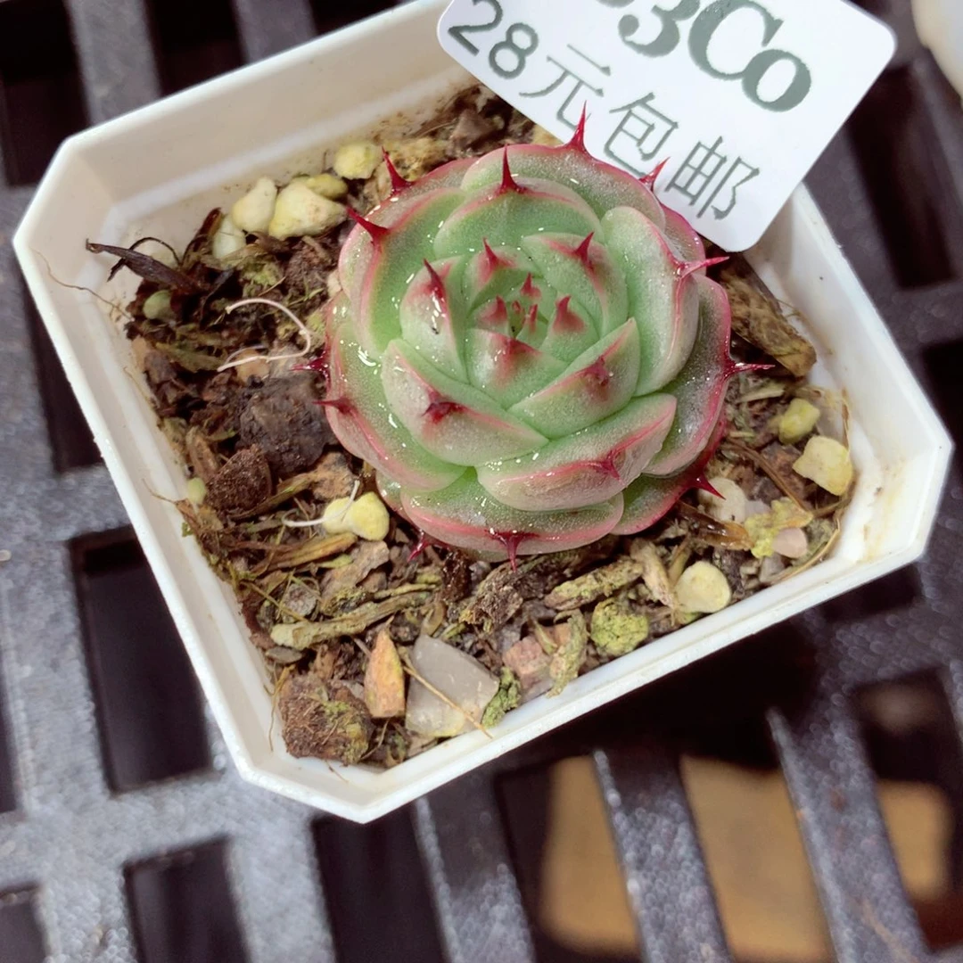 5厘米盆精控多肉283