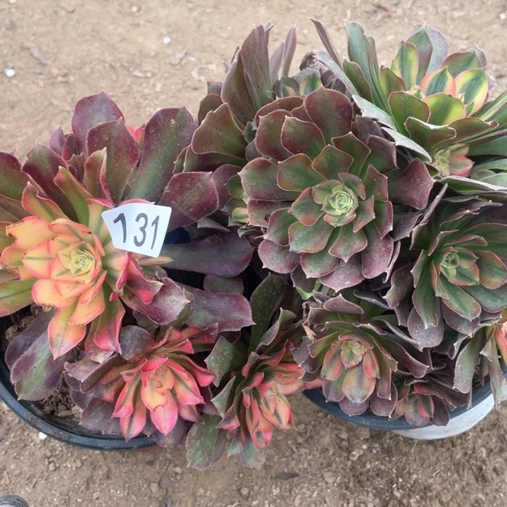 131多肉植物红秀组合