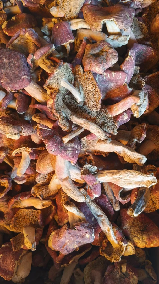 河南红菇菜菇卤面菇