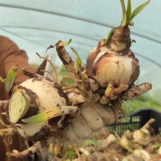 东****园3号杂交开花两颗一起无售后开盲盒