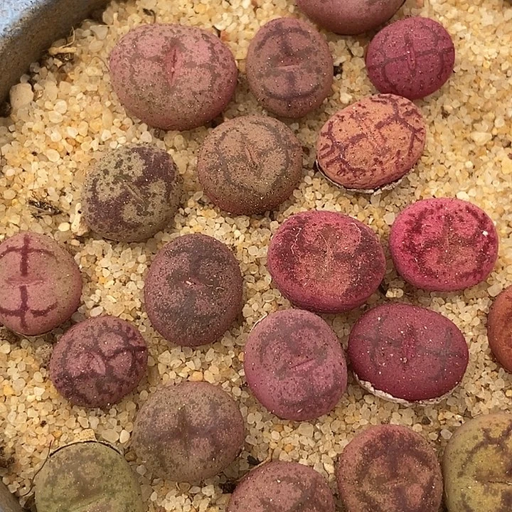 27564白花大紫猴杂交一颗