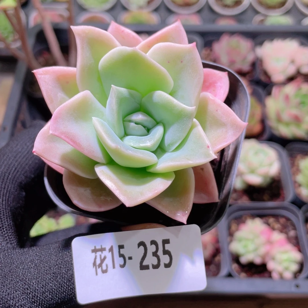 花利美15-235可爱玫瑰