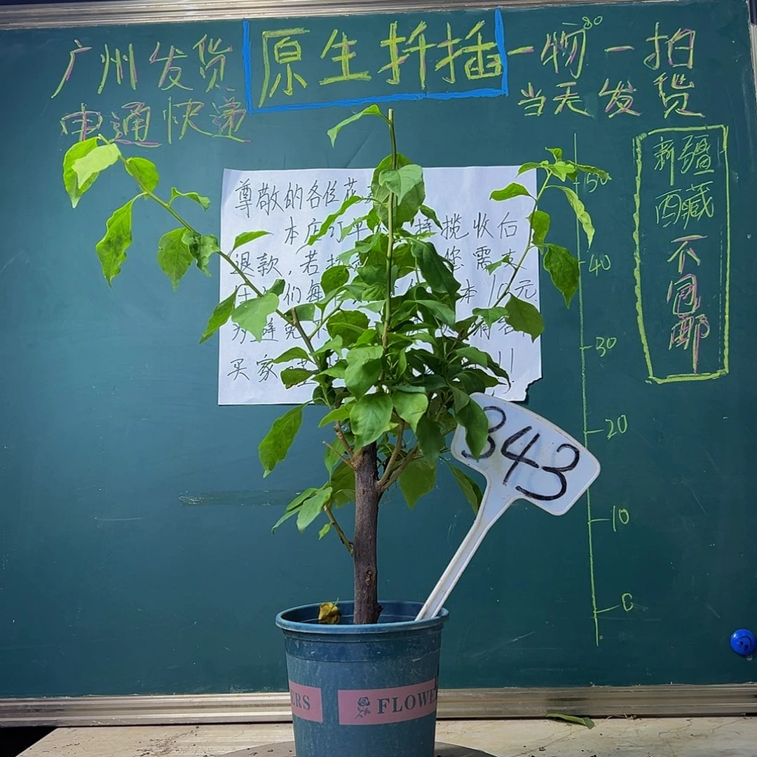当前无花栽培后可以开花 紫九月 343