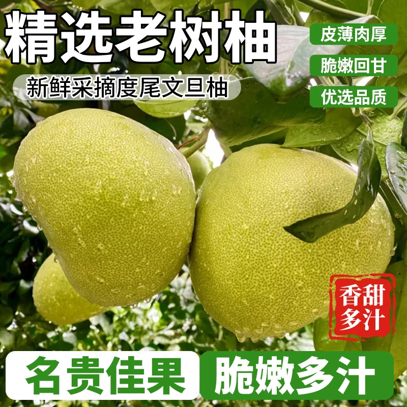【35年老树】度尾老树文旦柚新鲜饱满爆汁当季水果老人小孩孕妇适用