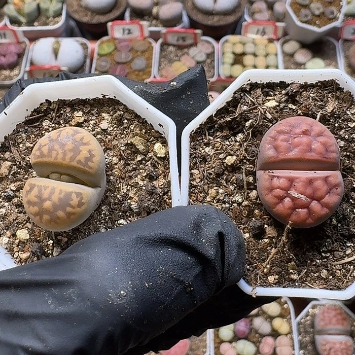 生石花111111。  318