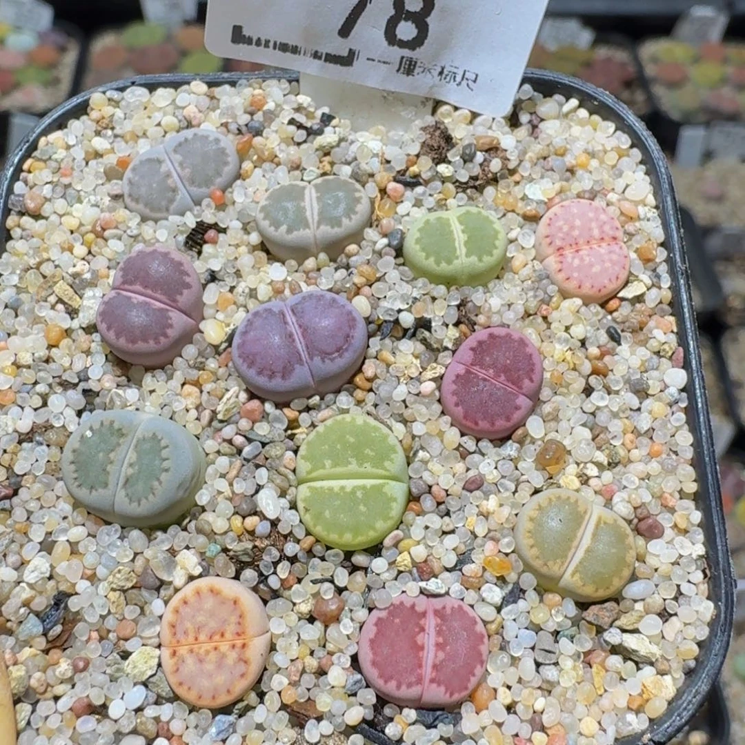 Ssss精品生石花78彩饼