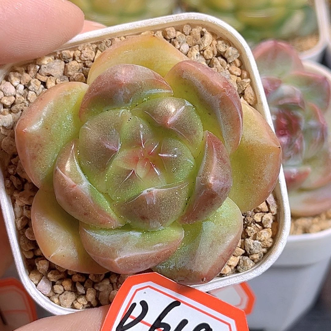 D619 一物一拍 楚香