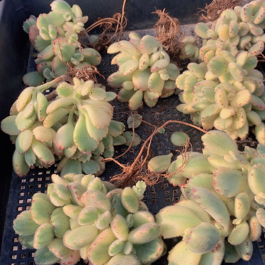 彩虹熊4567899000000