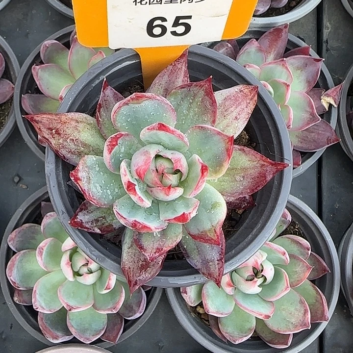 65 惊鸿仙子多肉植物6-9cm