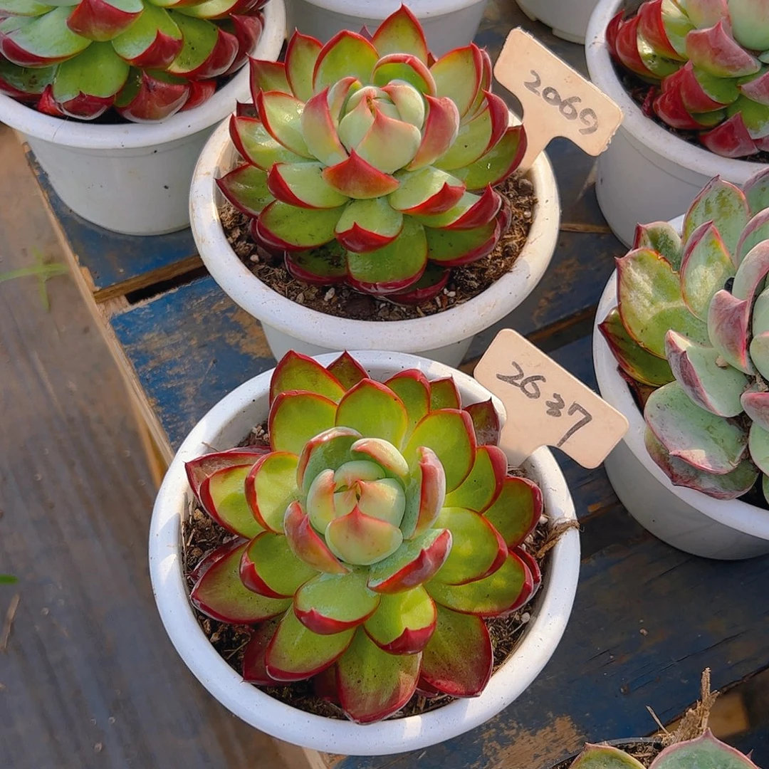 用***9惊鸿仙子2637.2069号