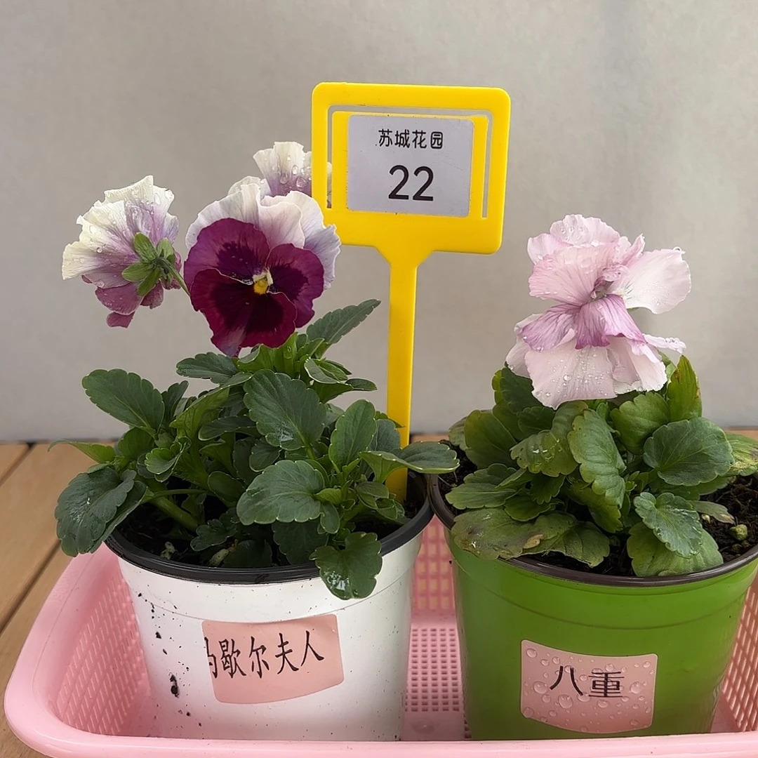 大部分开放少量花苞22