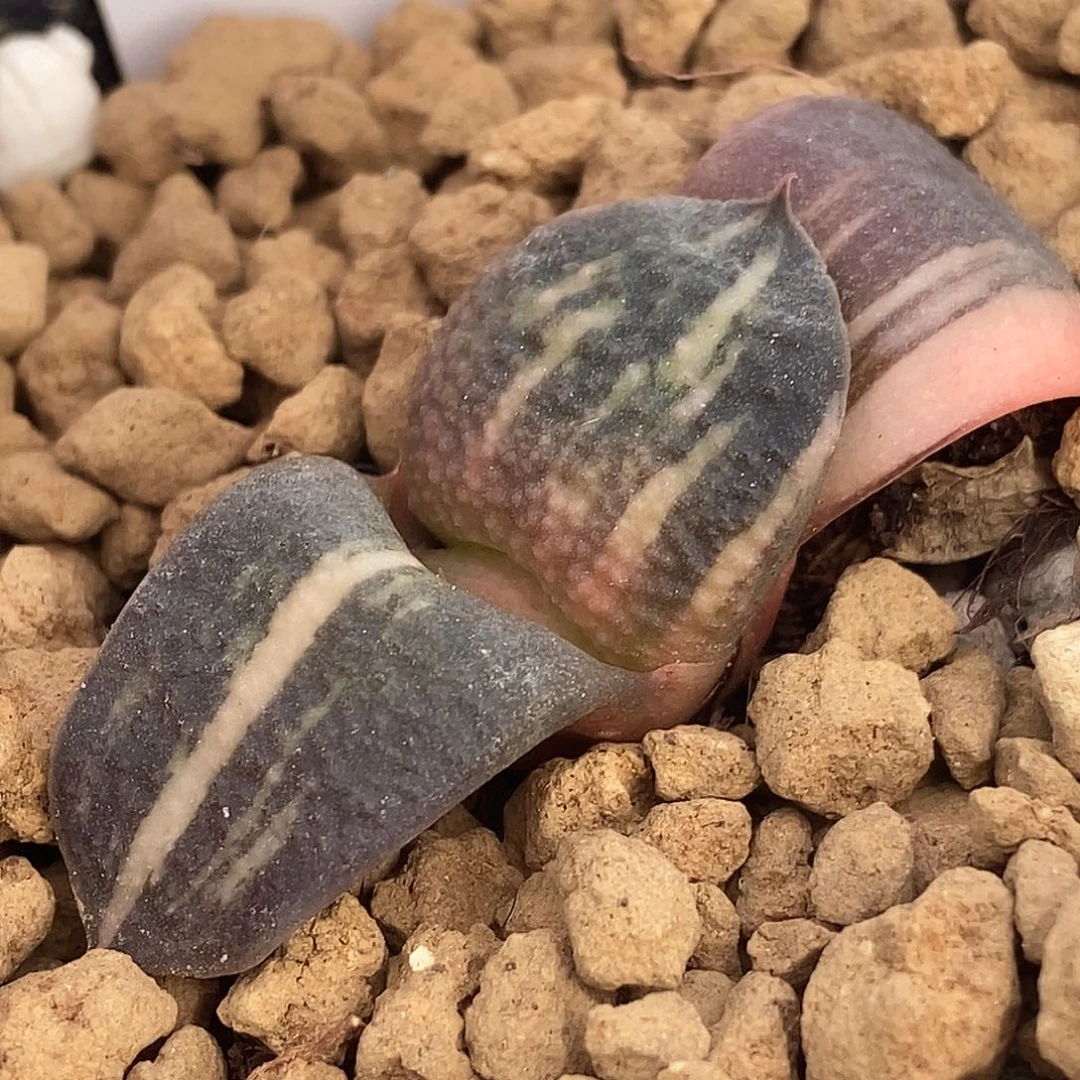 670大白釉DS-3实生锦带盆发货