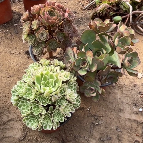 761多肉植物组合，