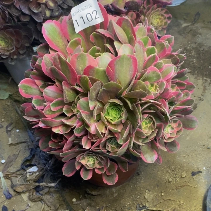 妖月多肉断头不包1102