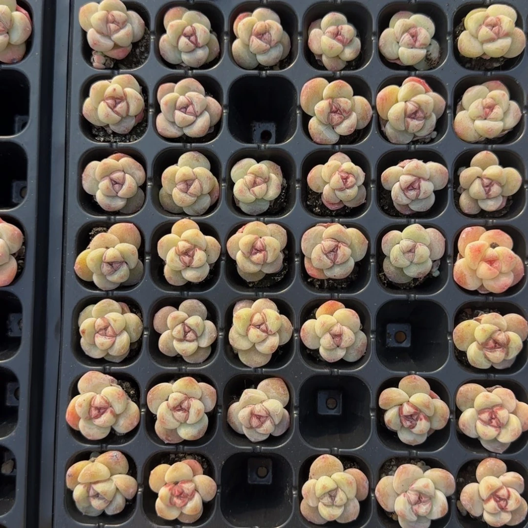 杨***丫小丫20颗小号花脸