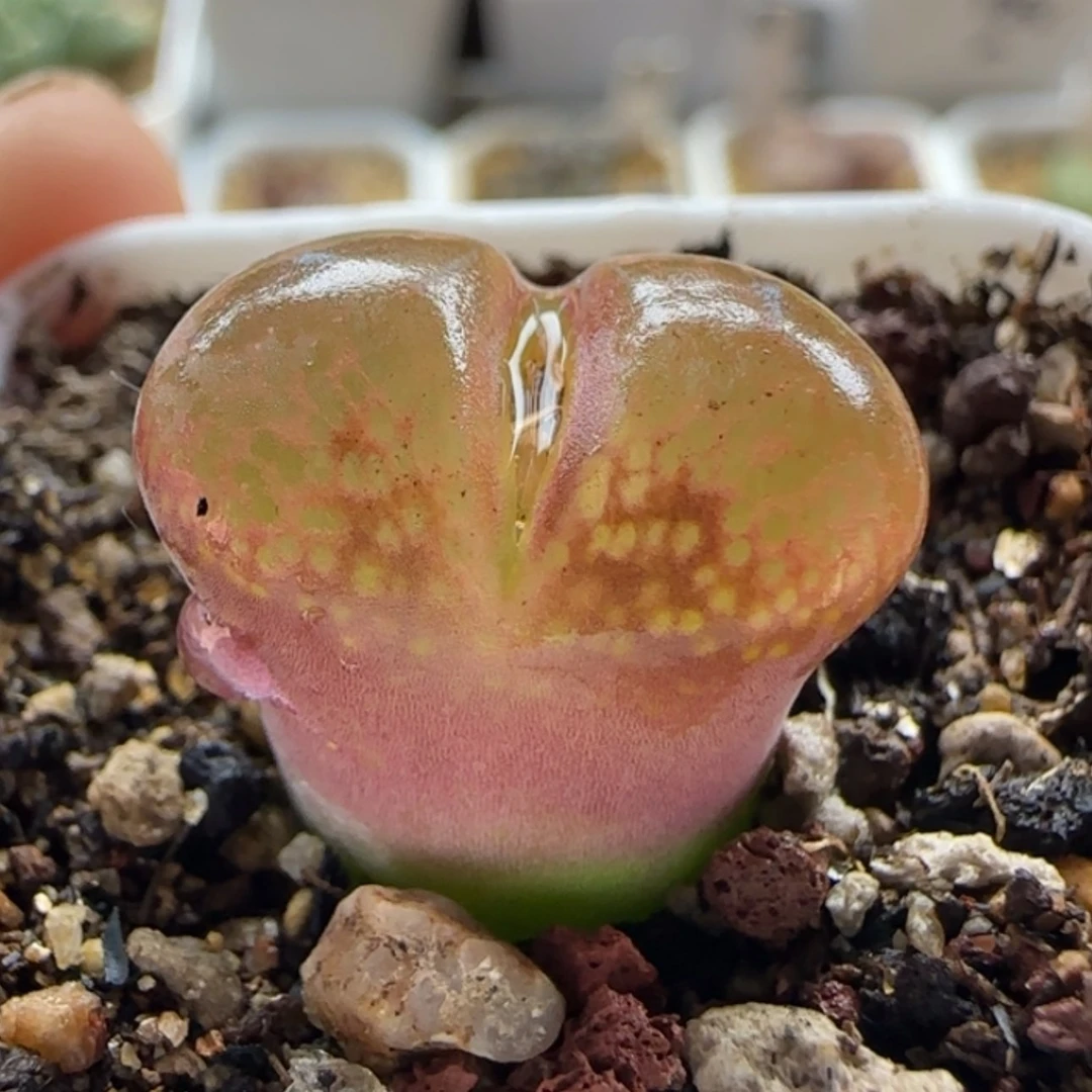 【闪购商品】20867