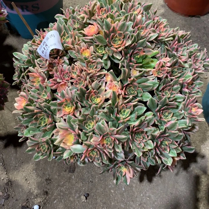 615甜茶多肉植物特价