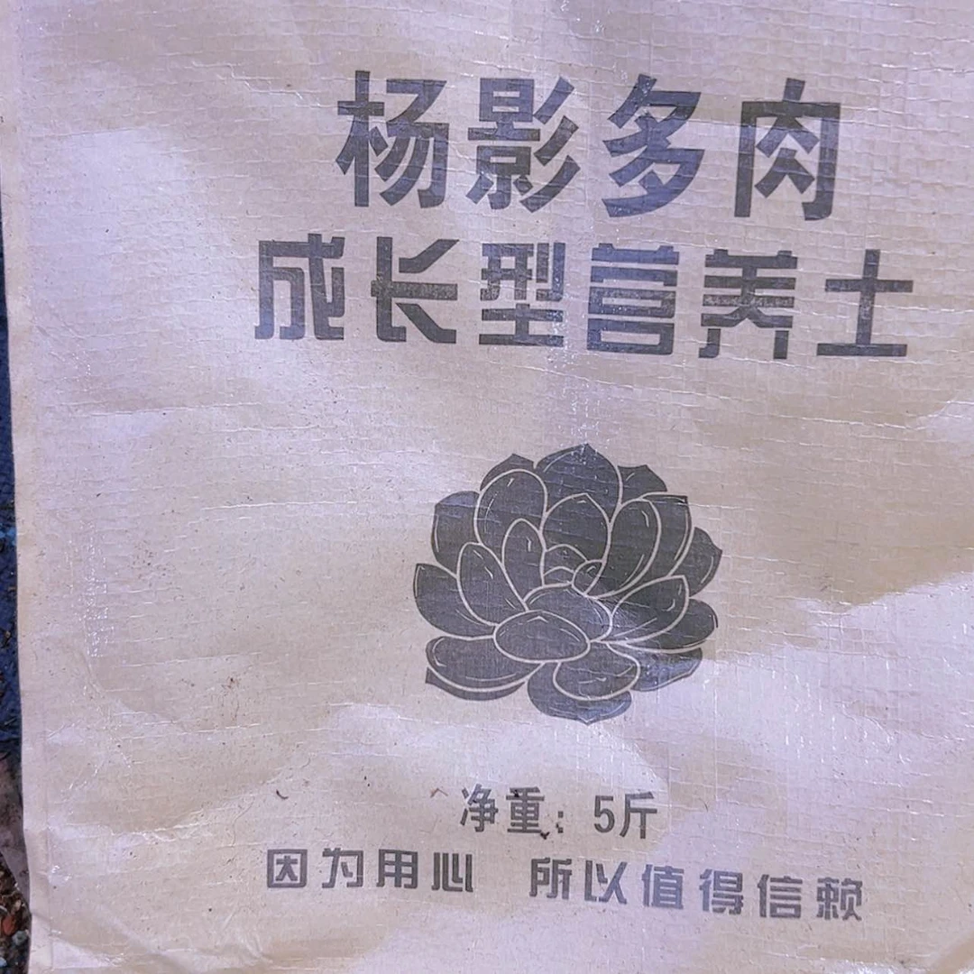 【闪购商品】九尾狐法师土多肉