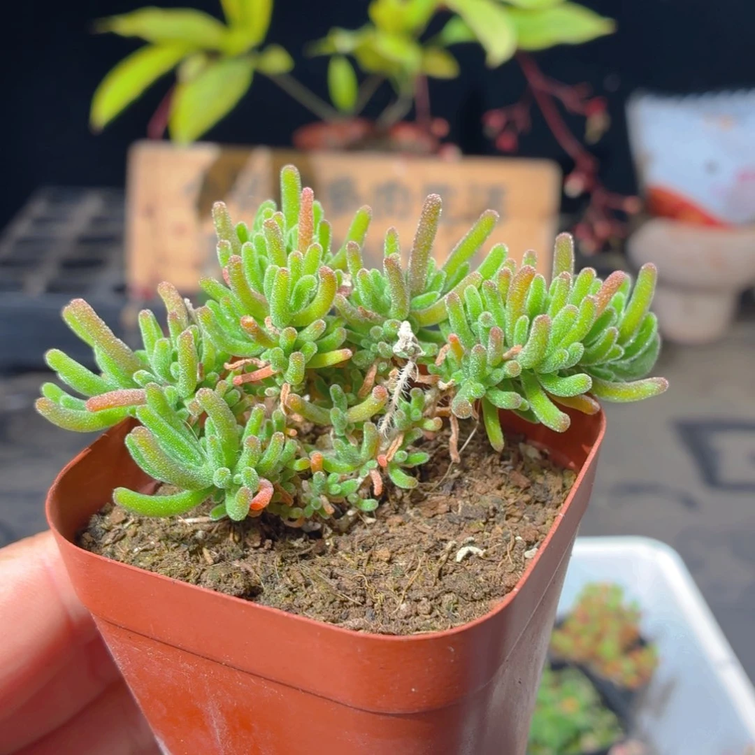 荧光兔子枝干多肉9.9包邮发货