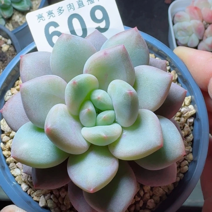 花***兜半夏         精控精养多肉植物