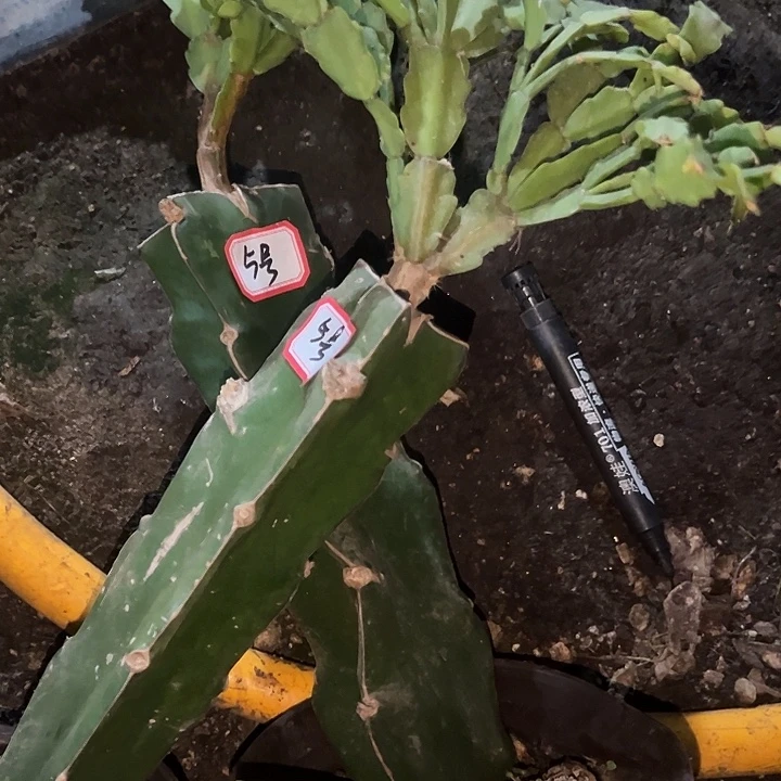 潮***地5号脱盆两棵索指，，