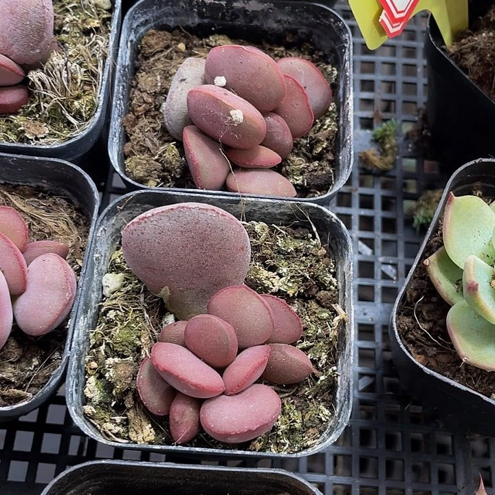 红蛋水泡12.8带盆土