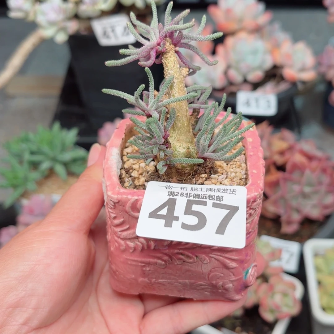 天赐整桩无盆土发货