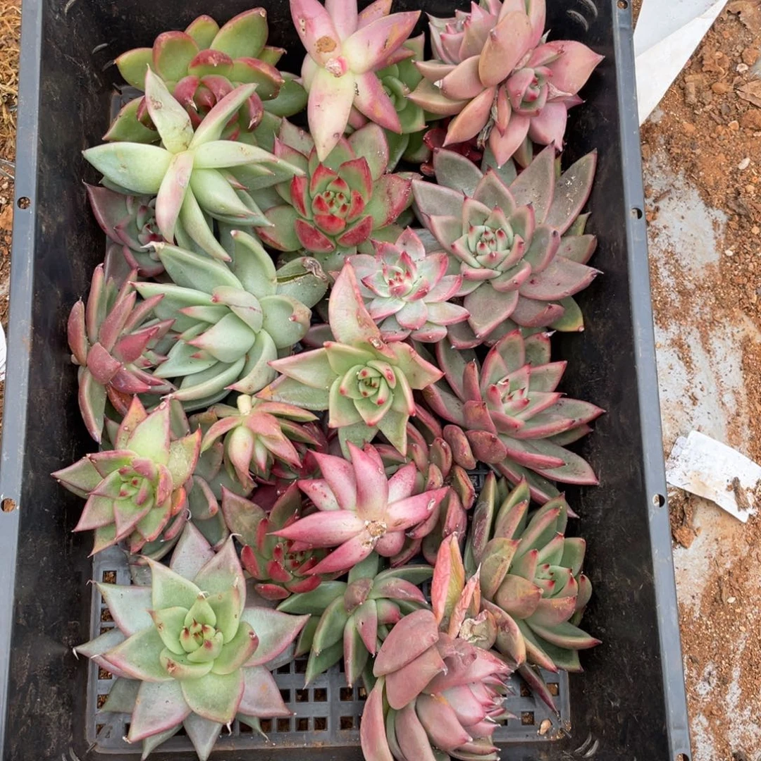 无花朵若如东云组拍E137