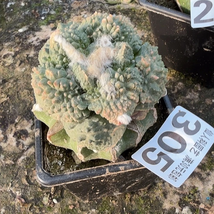 无花朵305榴莲炸尤大尤哥斯拉西四