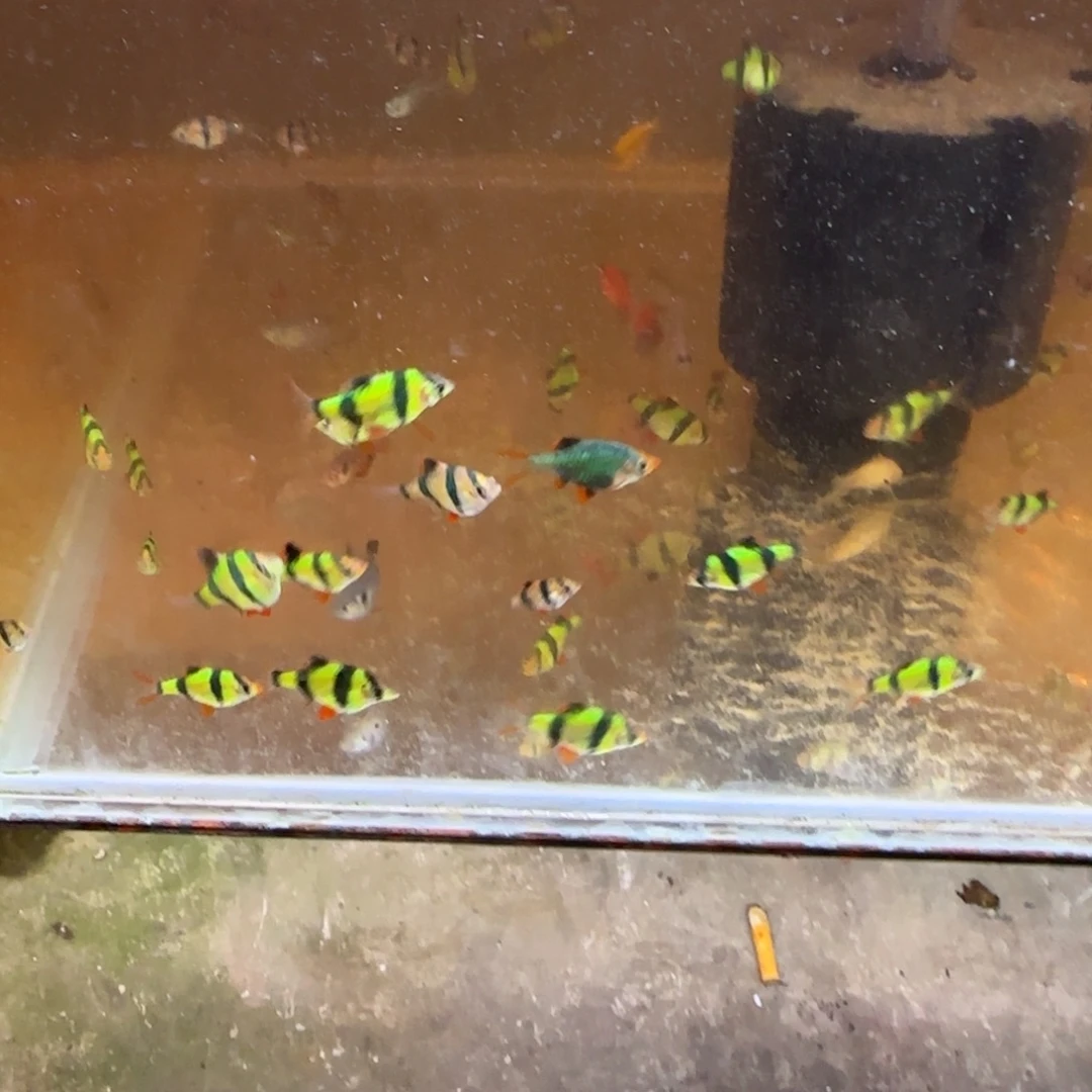 海水2厘米虎皮50条50条荧光绿