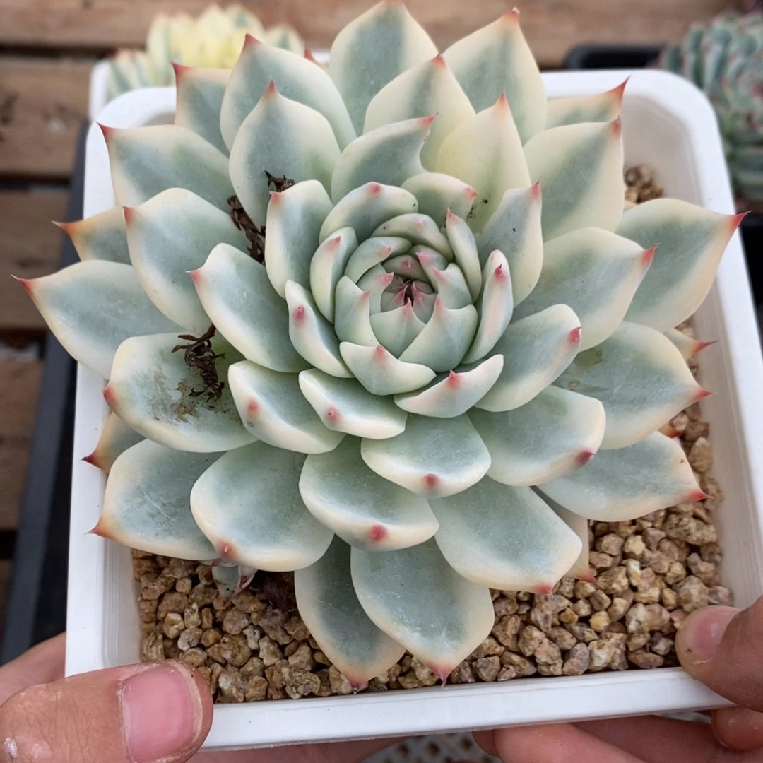 吉娃娃多肉植物7928