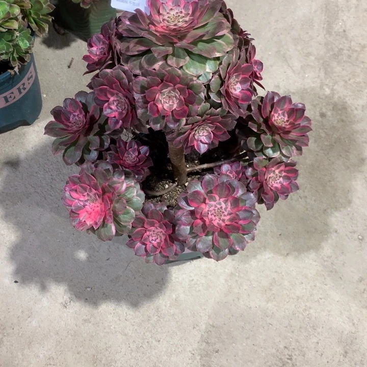 阿*桃1118莲花座多肉植物