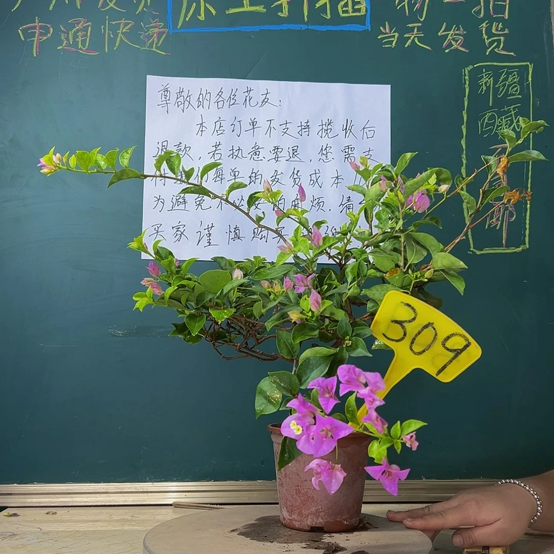 当前无花栽培后可以开花雪紫 309