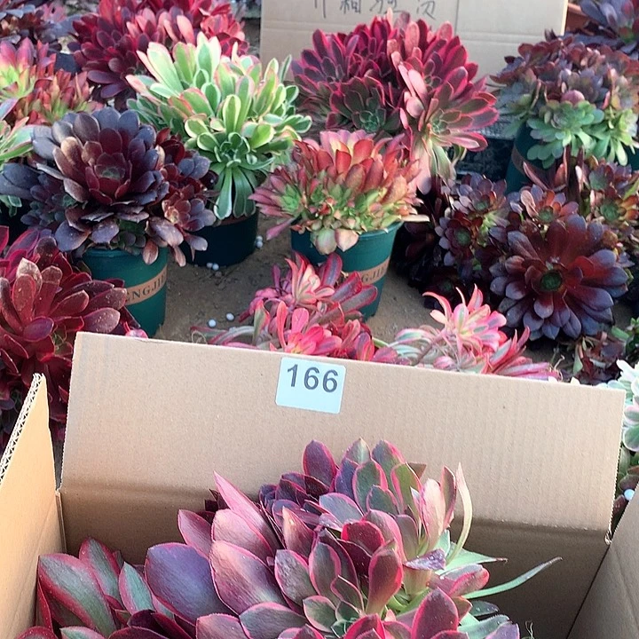 166四颗法师多肉