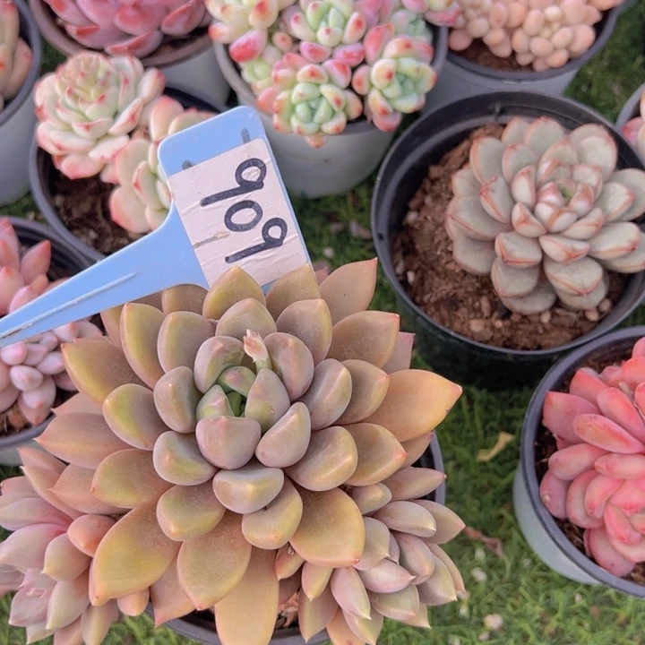 健健康康平平安安