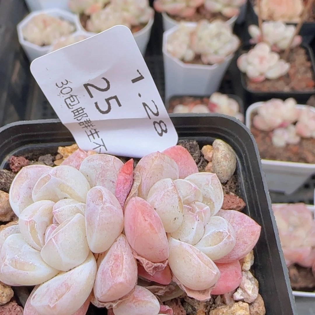 三头糖心冰玉一颗脱土