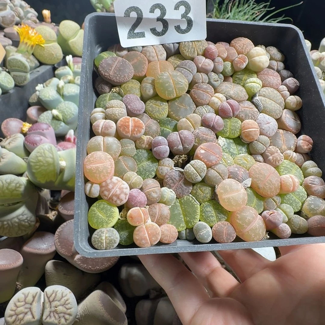 苗***～生石花一物一拍10公分盆233