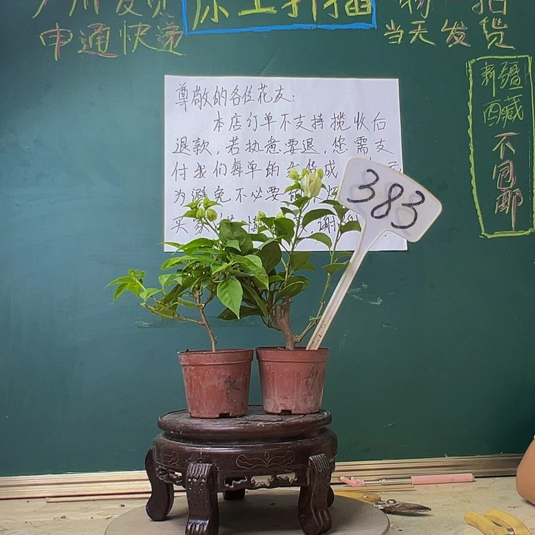 当前无花栽培后可以开花暗斑水晶掌中宝 绿樱掌中宝 383