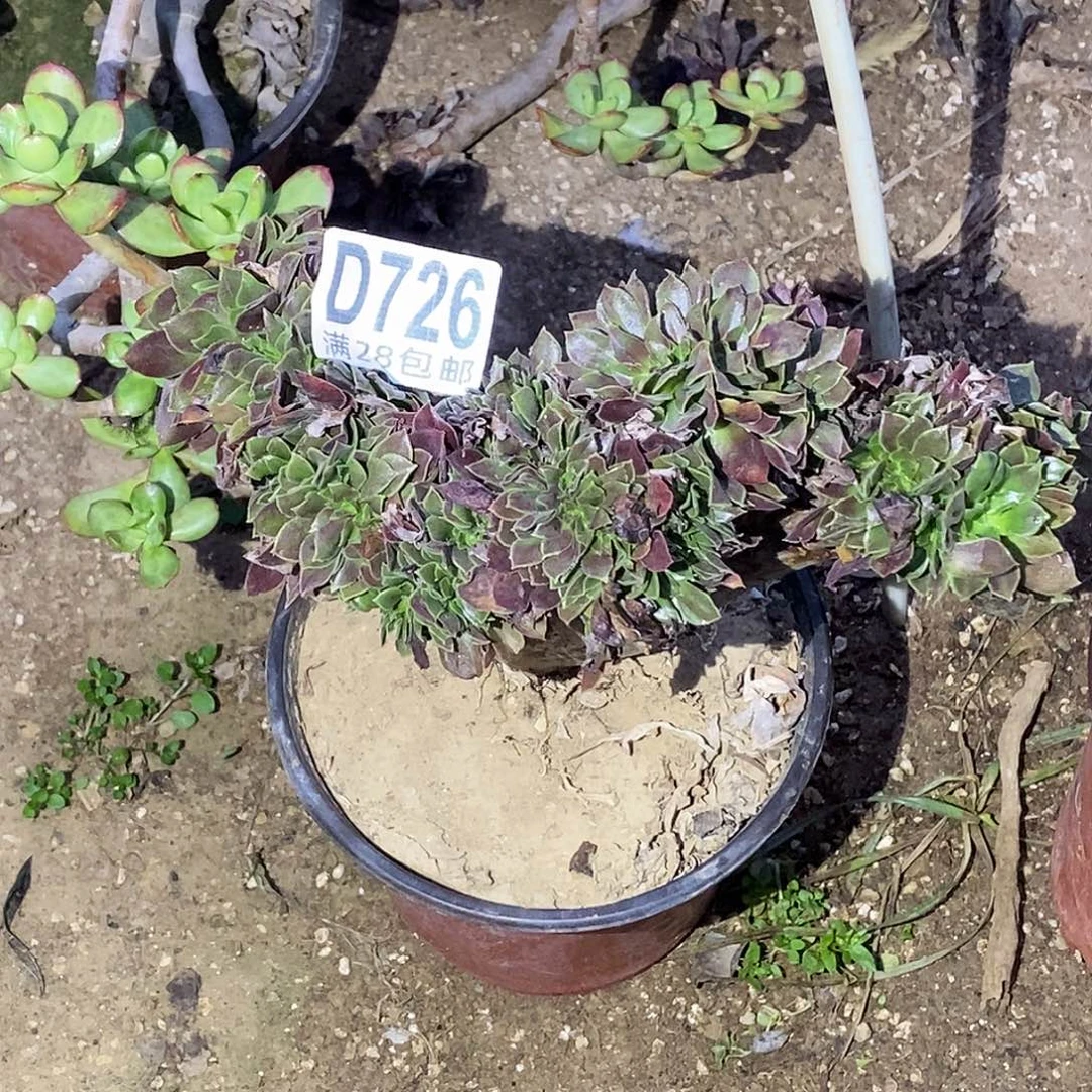 726 柠檬缀多肉植物无售后