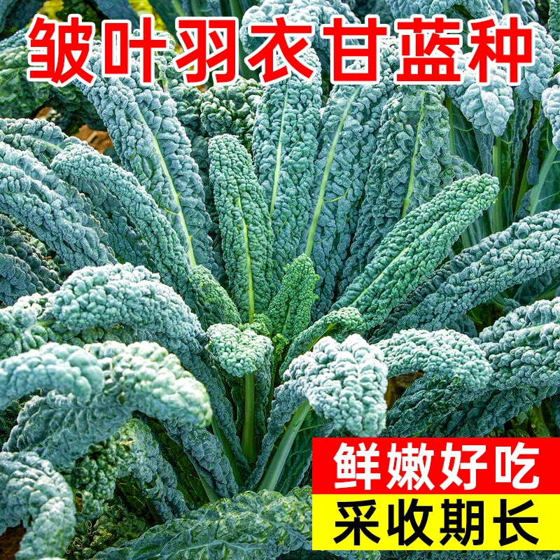 皱叶菜苗皱叶甘蓝苗秋冬耐寒菜苗家庭小院四季种植带土球发货