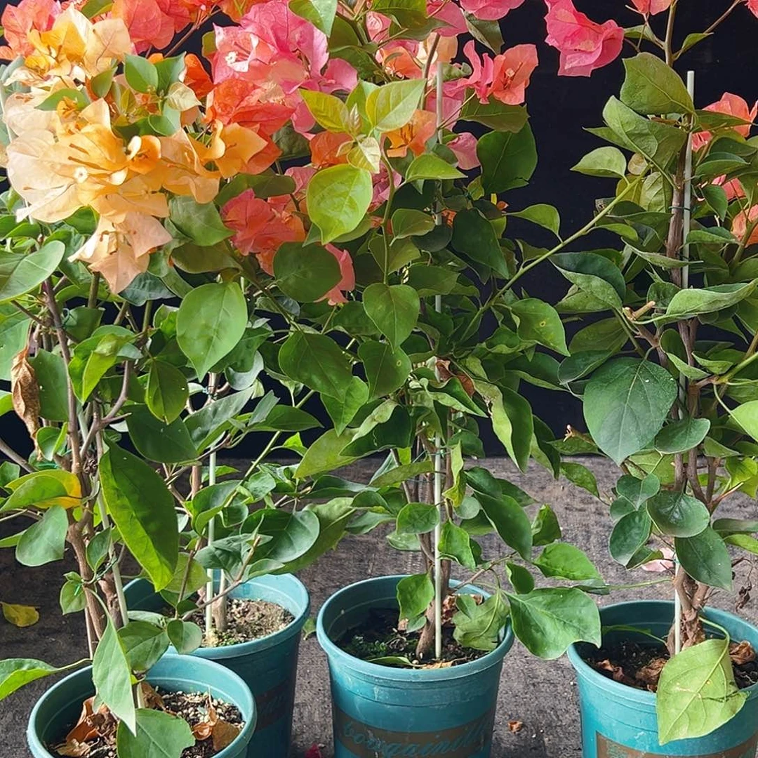 大部分花苞少量开放阿达纳带竹一颗