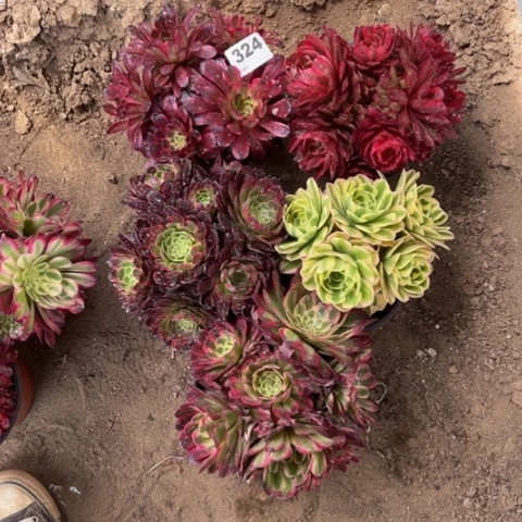 桃**咪324组合福利多肉，