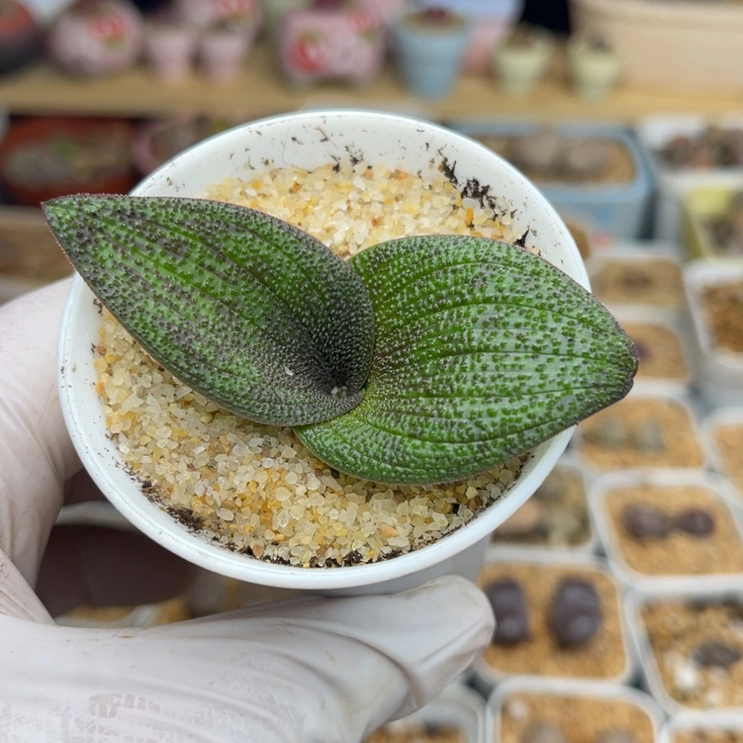 多肉植物一物一拍7