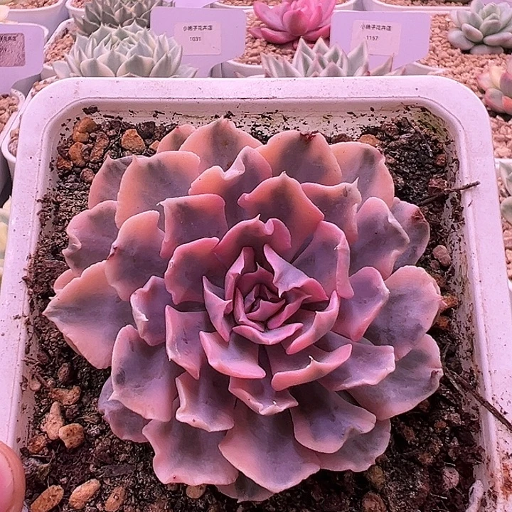 1033号利比里亚锦多肉