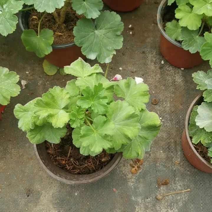 当前无花栽培后可以开花樱桃仙子