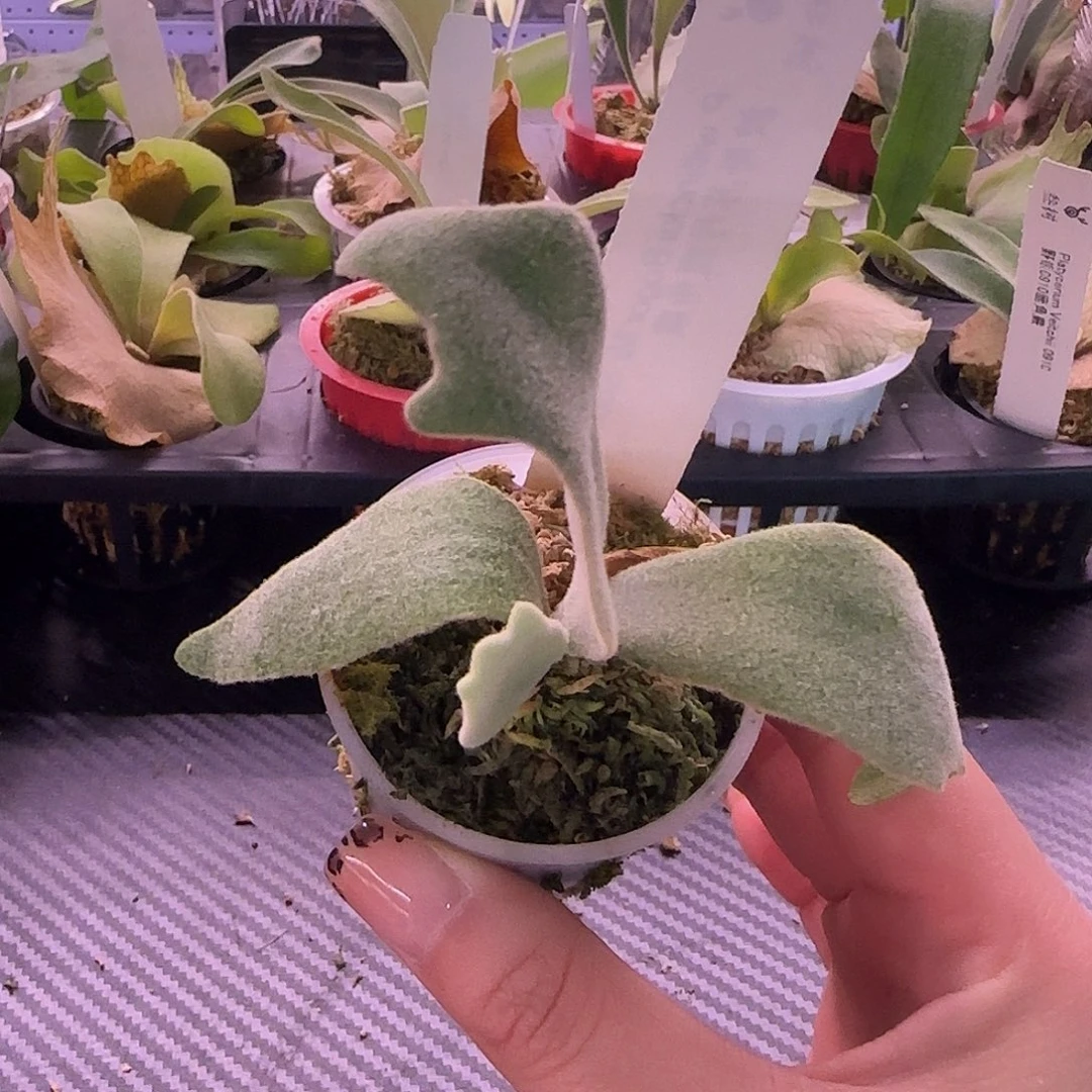 波哥苏丹鹿角蕨孢子苗