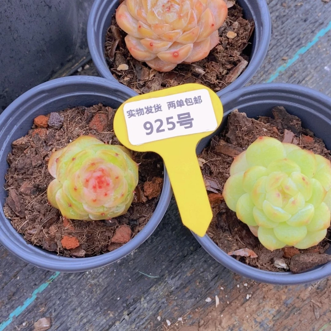 925号 精品美肉三颗