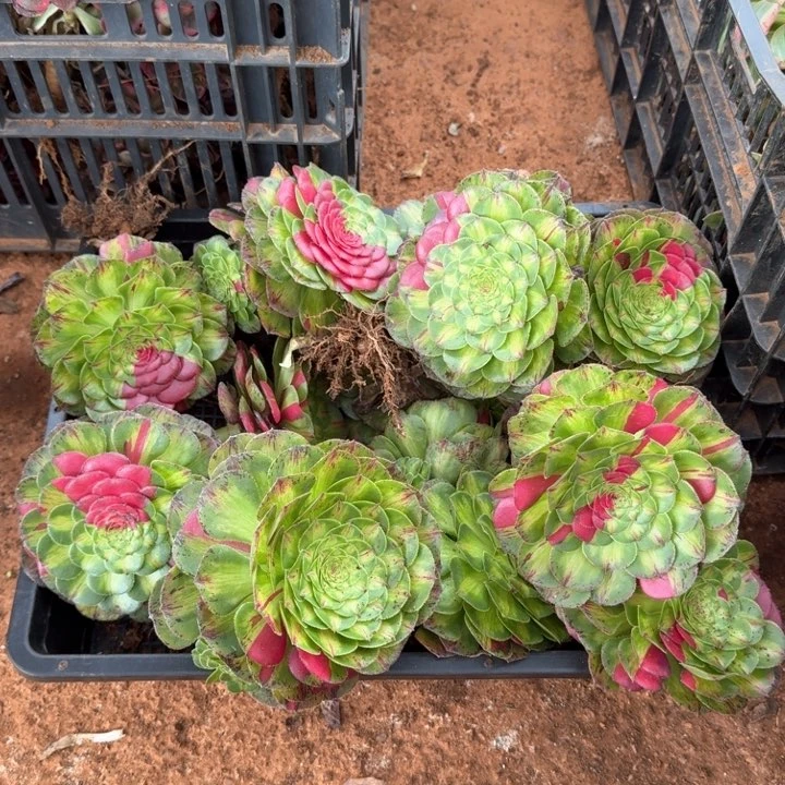 知否花脸带跟的啊啊