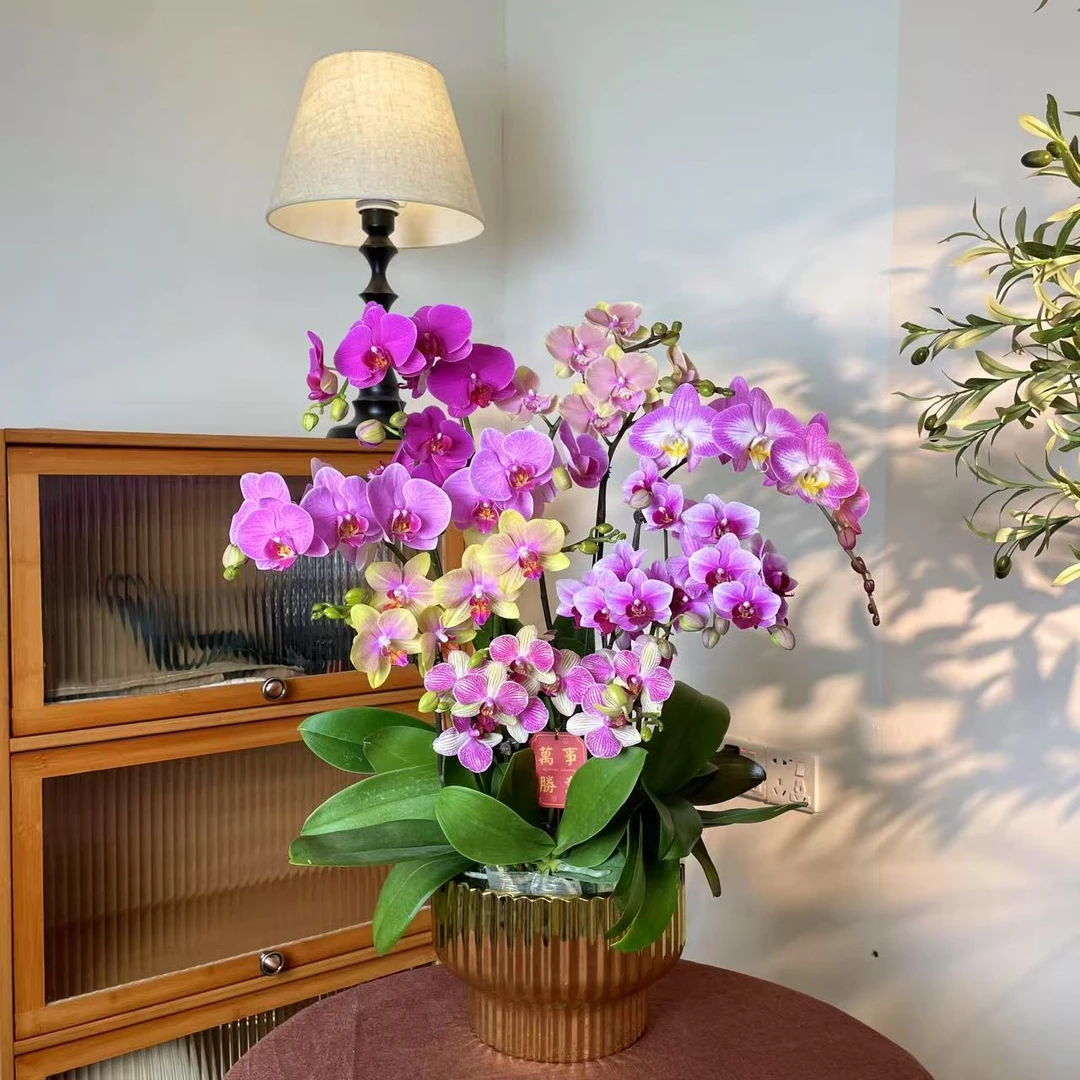 【聚满福-蝴蝶兰】 鲜花中式 禅意 轻奢送礼装饰室内绿植