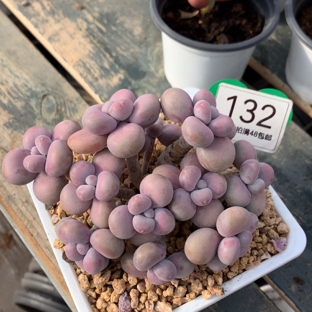 腰子蛋老桩无砍132